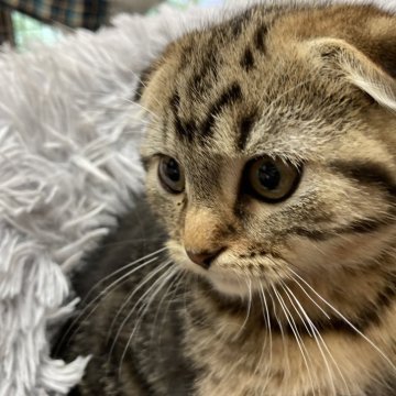 マンチカン(長足)【静岡県・男の子・2024年5月3日・ブラウンタビー】の写真「『マンチカン専門猫舎』元気な子です」