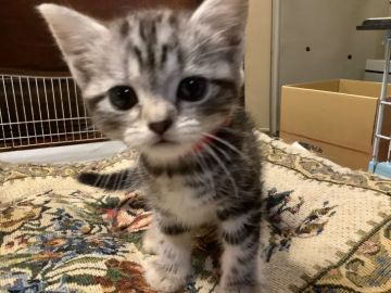 アメリカンショートヘア【静岡県・女の子・2021年4月26日・シルバータビー】の写真「大人しい子です」