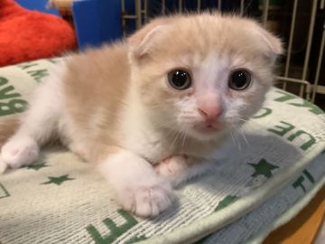 マンチカン(長足)【静岡県・男の子・2021年10月10日・クリーム&ホワイト】の写真「元気な子です」