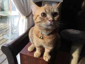 マンチカン(短足)【静岡県・男の子・2017年8月23日・レッドタビー】の写真「好奇心旺盛な短足君です。」