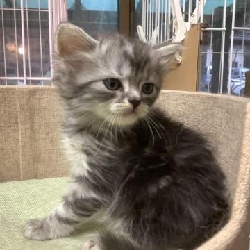 マンチカンとアメリカンショートヘア【静岡県・女の子・2023年1月31日・シルバータビー】の写真「元気な子です」