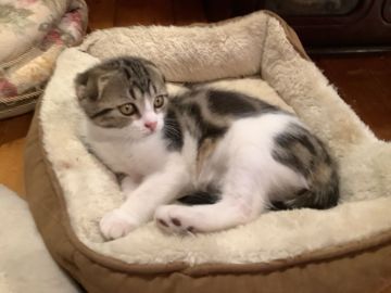 マンチカン(長足)【静岡県・男の子・2021年9月13日・キャリコ】の写真「大人しく控えめな子です」