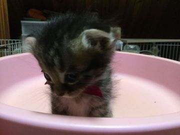 マンチカン(長足)【静岡県・女の子・2018年9月3日・ブラウンパッチドタビー】の写真「泣き虫です」