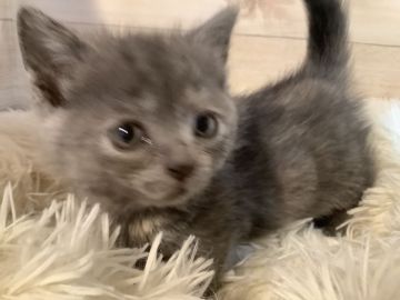 マンチカン(短足)【静岡県・女の子・2022年1月17日・ブルータビー】の写真「大人しい子です」