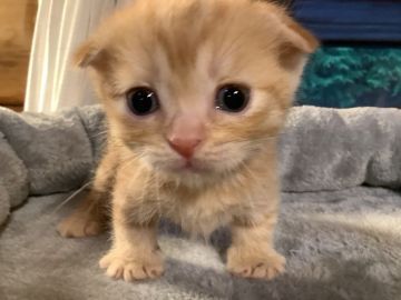 マンチカン(短足)【静岡県・女の子・2021年9月13日・レッドタビー】の写真「大人しい子です」