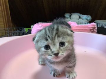 マンチカン(短足)【静岡県・女の子・2019年4月21日・ブラウンタビー】の写真「大人しいです」