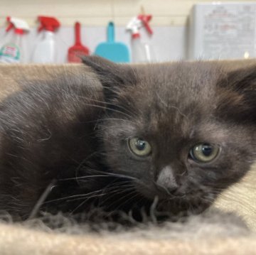 マンチカン(長足)【静岡県・女の子・2024年5月31日・黒】の写真「大人しい子です」