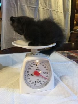 マンチカン【静岡県・女の子・2016年12月14日・トーティシェル(黒、赤の2色)（ホワホワして居ます）】の写真「とても小さく可愛いです」