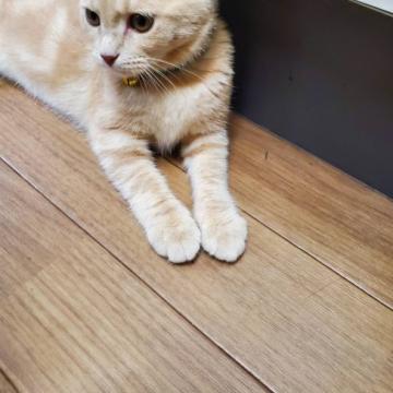 マンチカン(長足)【静岡県・女の子・2022年1月17日・クリーム&ホワイト】の写真「大人しい子です」