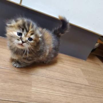 マンチカン(短足)【静岡県・女の子・2022年10月29日・トーティー】の写真「元気な子です」