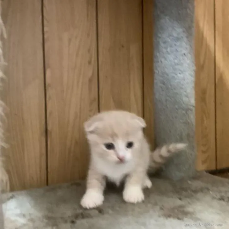 ID：2211-02174の子猫