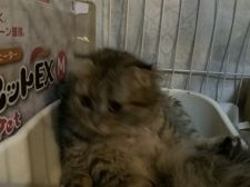 マンチカン【・女の子・2019年12月2日・ブルータビー】