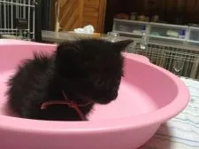 マンチカン(長足)【静岡県・女の子・2017年12月18日・ブラック】の写真2