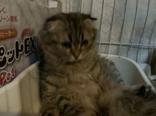 マンチカン【・女の子・2019年12月2日・ブルータビー】