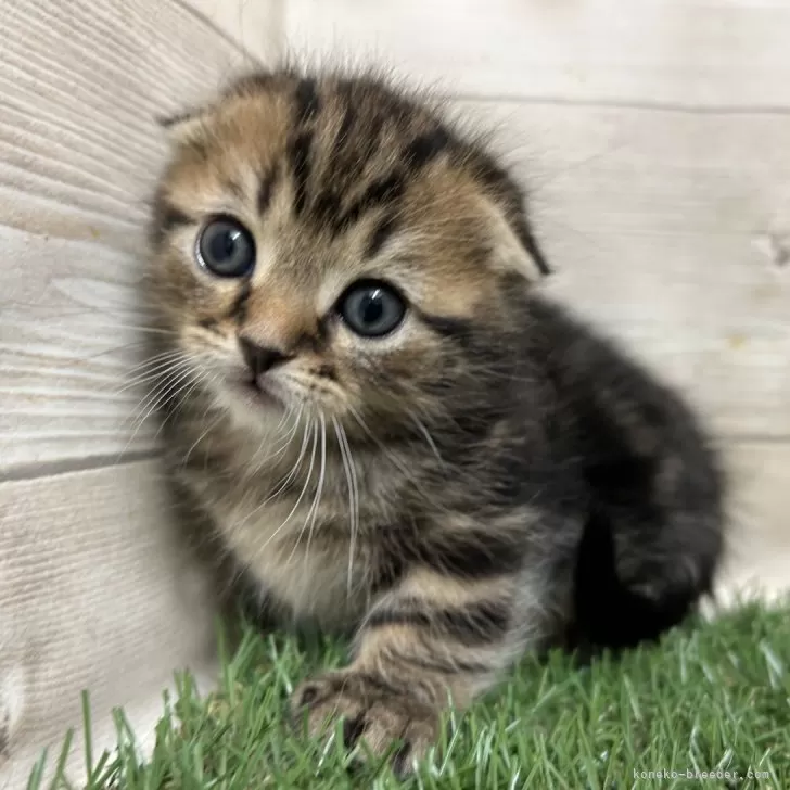 ID：2501-01191の子猫