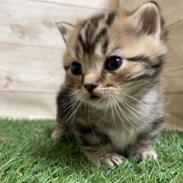 マンチカン(短足)【静岡県・男の子・2024年12月28日・ブラウンタビー】の写真「【マンチカン専門猫舎】」