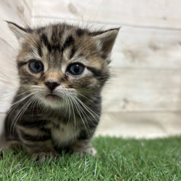 マンチカン(短足)【静岡県・男の子・2024年12月28日・ブラウンタビー】の写真「【マンチカン専門猫舎】」