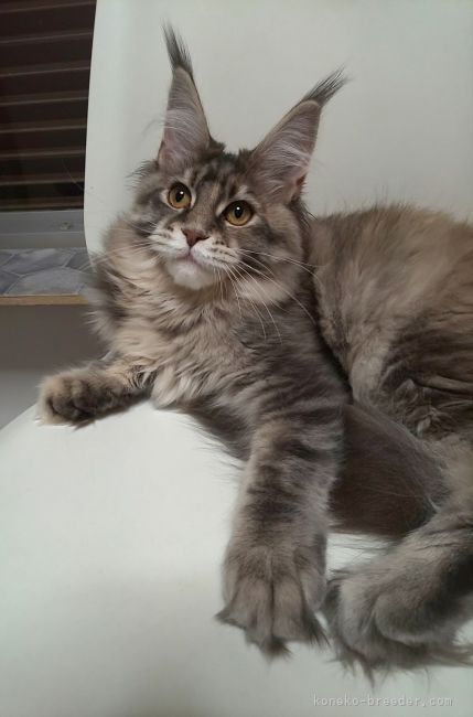 我が家で産まれた女の子です💕｜阪根　美果(さかね　みか)ブリーダー(滋賀県・メインクーン・CFA/TICA/ECC登録)の紹介写真2