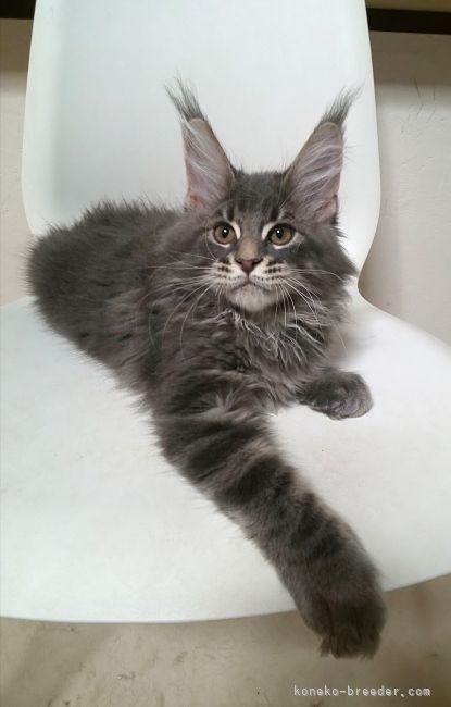 我が家で生まれた男の子です💕｜阪根　美果(さかね　みか)ブリーダー(滋賀県・メインクーン・CFA/TICA/ECC登録)の紹介写真3