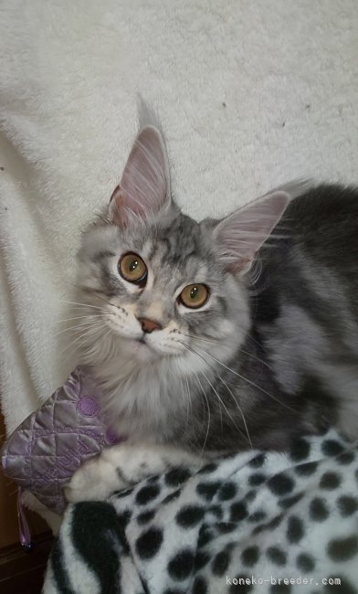 メインクーン【・女の子・2022年6月8日・ブラックシルバークラッシックタビー】