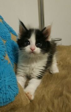 メインクーン【滋賀県・男の子・2018年2月15日・ブラック&ホワイト】の写真「目の大きなとても愛らしい男の子です。」