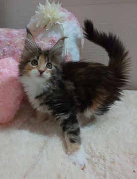 メインクーン【滋賀県・女の子・2020年2月11日・ブラウンクラッシックトービー&ホワイト】の写真「とても愛らしい顔立ちの女の子です」