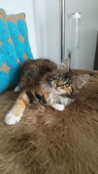 メインクーン【滋賀県・女の子・2017年11月30日・ブラウンクラッシックトービー&ホワイト】の写真「骨格のしっかりとした大きな子です。」