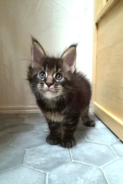 メインクーン【滋賀県・男の子・2022年3月14日・ブラウン(ブラック)ティックドタビー】の写真「とても美しい被毛の愛らしい男の子です」