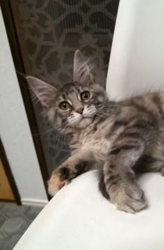 メインクーン【滋賀県・女の子・2021年9月18日・ブルーマッカレルトービー】の写真「凛とした美しい顔立ちの女の子です」