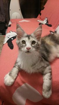 メインクーン【滋賀県・女の子・2018年3月6日・シルバークラッシックトービー&ホワイト】の写真「超人懐っこい愛らしい子です。」