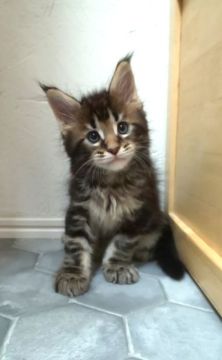 メインクーン【滋賀県・男の子・2022年3月14日・ブラウン(ブラック)クラッシックタビー】の写真「とても表情豊かな愛らしい男の子です」