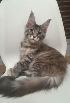 メインクーン【滋賀県・女の子・2021年9月18日・ブルーマッカレルトービー】の写真「凛とした顔立ちの美人さん。人懐っこく温厚です。」