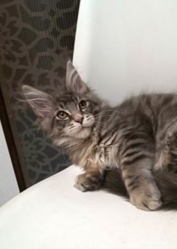 メインクーン【滋賀県・男の子・2021年9月18日・ブルースポッテッドタビー】の写真「とても重量感のある大きな男の子です。」