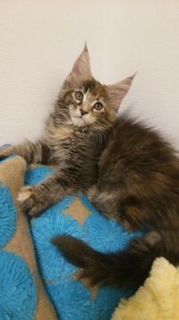 メインクーン【滋賀県・女の子・2018年3月6日・ブラウンティックドトービー】の写真「骨格のしっかりとした綺麗な女の子です。」