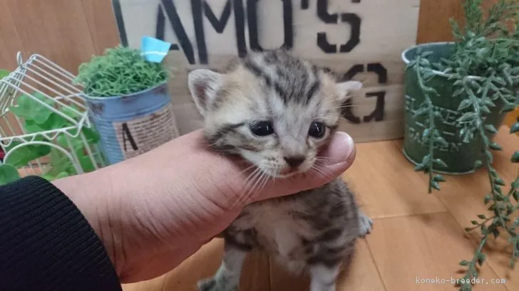 ID：1703-00865の子猫
