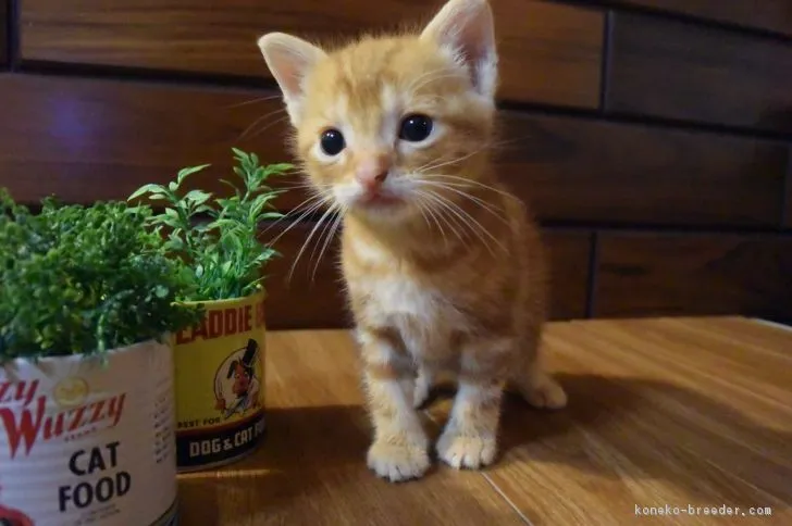 ID：1708-00362の子猫