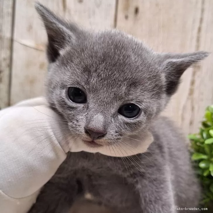 ID：2401-02403の子猫