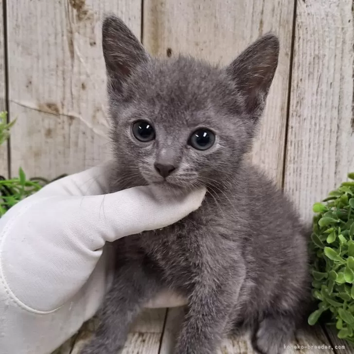 ID：2405-02484の子猫