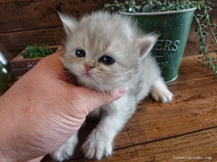 ID：1902-01242の子猫
