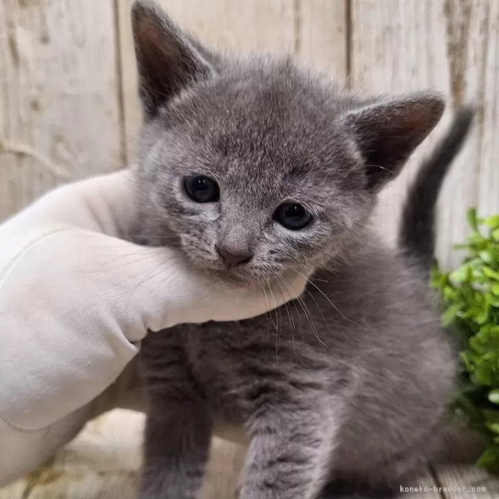 ID:2401-02405の子猫