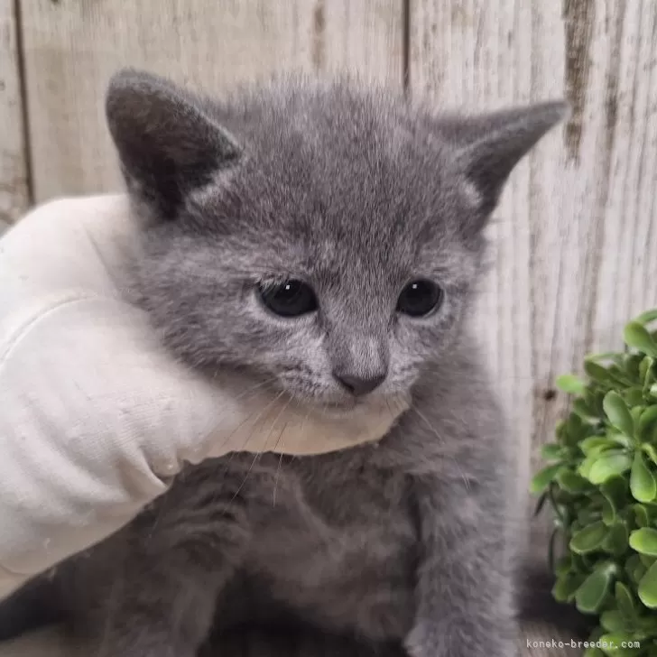 ID:2409-01708の子猫