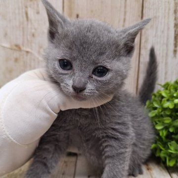 ロシアンブルー【千葉県・男の子・2024年1月3日・ブルー】の写真「このネコちゃんの見学は2月29日で終了となります」