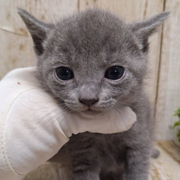 ロシアンブルー【千葉県・男の子・2023年12月7日・ブルー】の写真「このネコちゃんの見学は2月1日で終了となります」