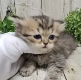 ミヌエット(長足)【千葉県・男の子・2025年10月30日・チンチラゴールデン】の写真10