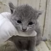 ロシアンブルー【千葉県・女の子・2025年11月12日・ブルー】の写真10