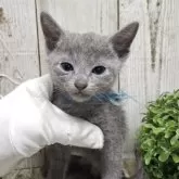 ロシアンブルー【千葉県・男の子・2025年7月10日・ブルー】の写真11