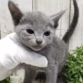 ロシアンブルー【千葉県・男の子・2025年7月10日・ブルー】の写真13