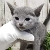 ロシアンブルー【千葉県・男の子・2025年7月10日・ブルー】の写真14