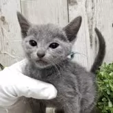 ロシアンブルー【千葉県・男の子・2025年7月10日・ブルー】の写真15