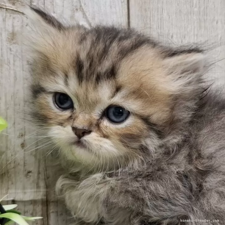 ミヌエット(長足)【千葉県・男の子・2025年10月30日・チンチラゴールデン】の写真1